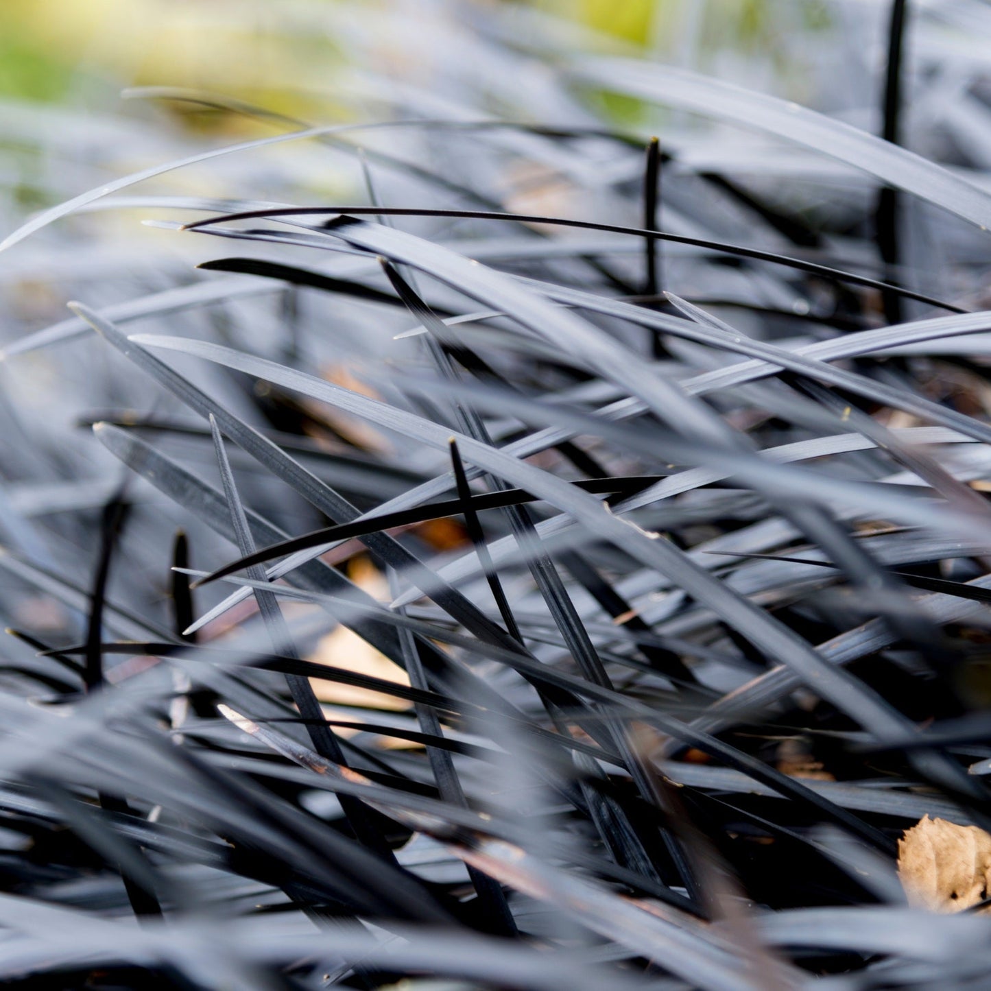 OPHIOPOGON NIGRESCENS "Black Mondo"