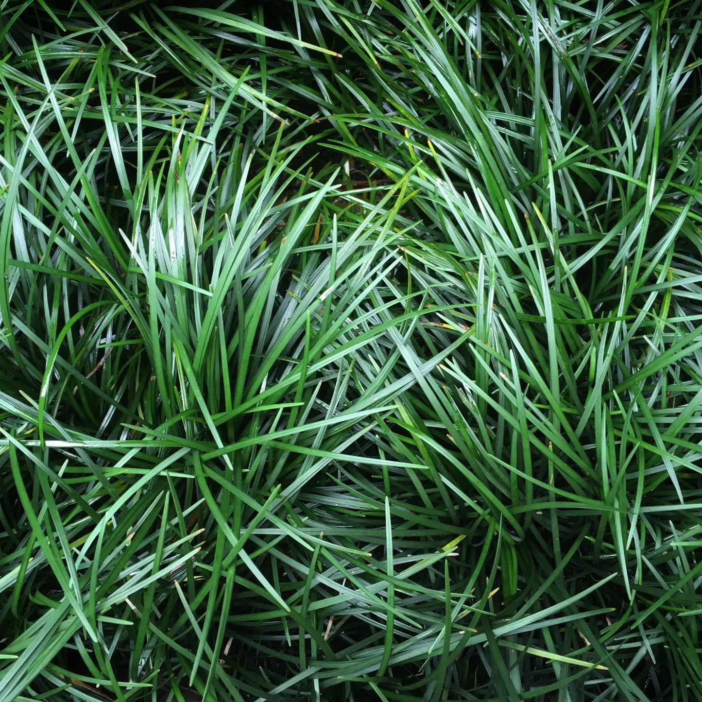 OPHIOPOGON JAPONICUS
