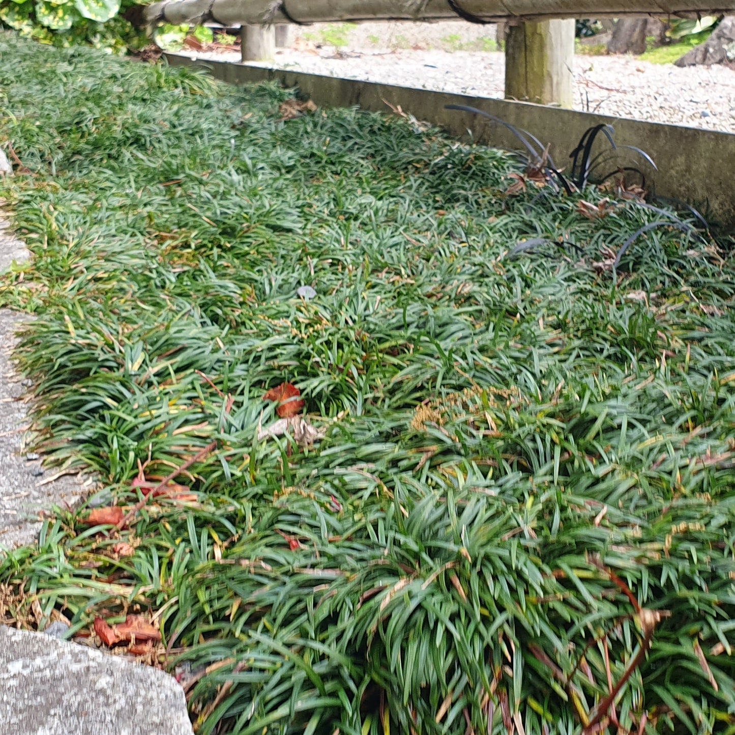 OPHIOPOGON JAPONICUS "Kyoto Super Dwarf"