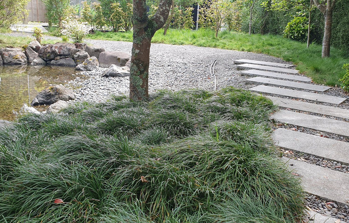 OPHIOPOGON JAPONICUS