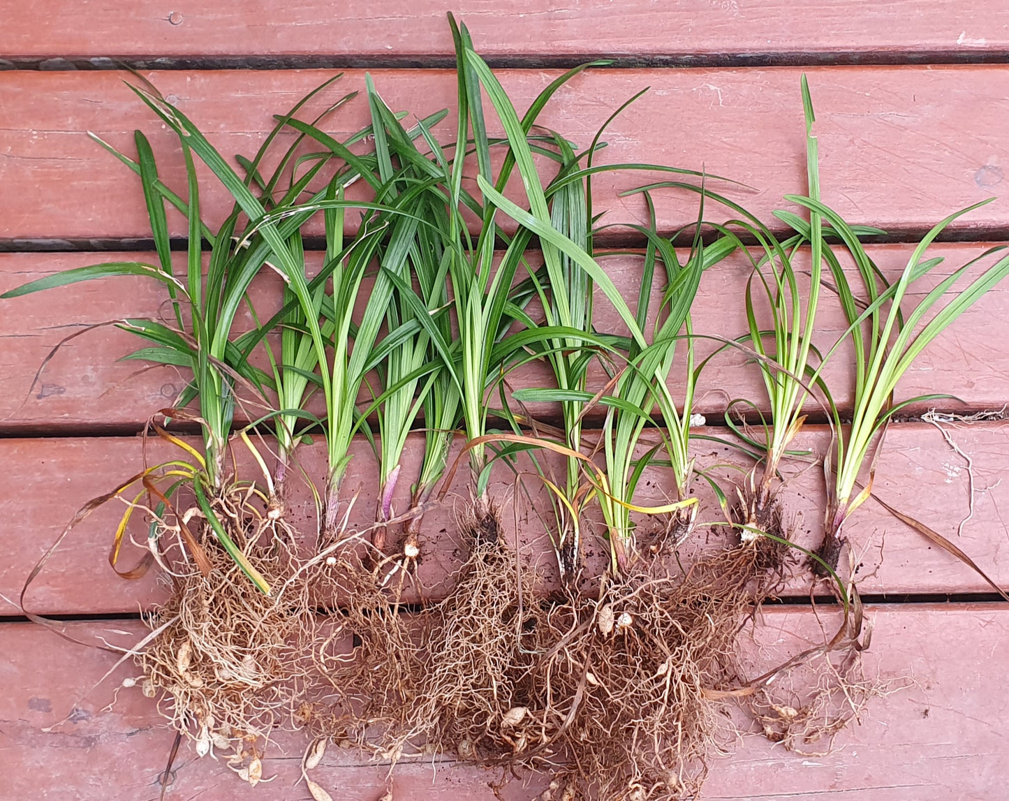LIRIOPE MUSCARI "Big Blue"