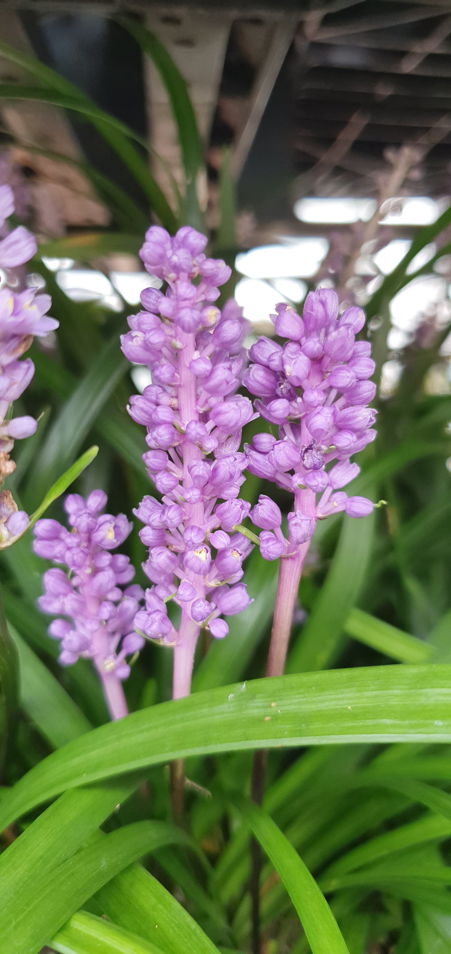 LIRIOPE MUSCARI "Big Blue"