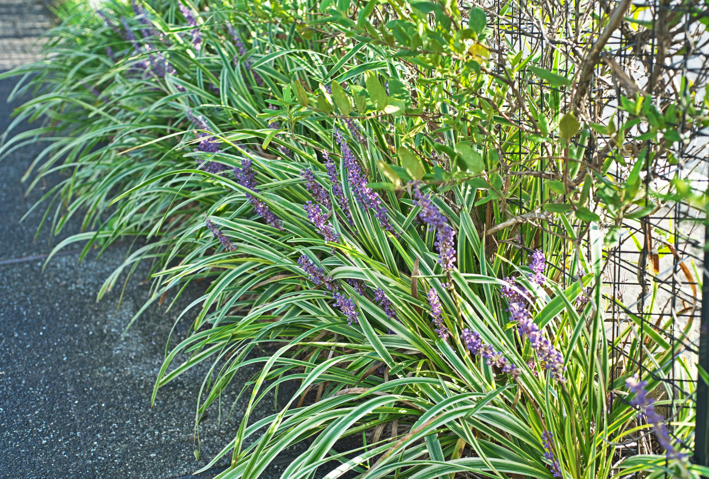 LIRIOPE MUSCARI "Gold Band"