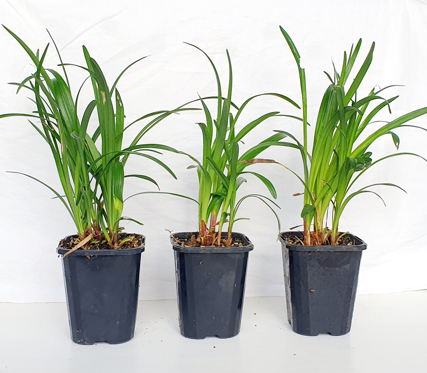 LIRIOPE MUSCARI "Big Blue"