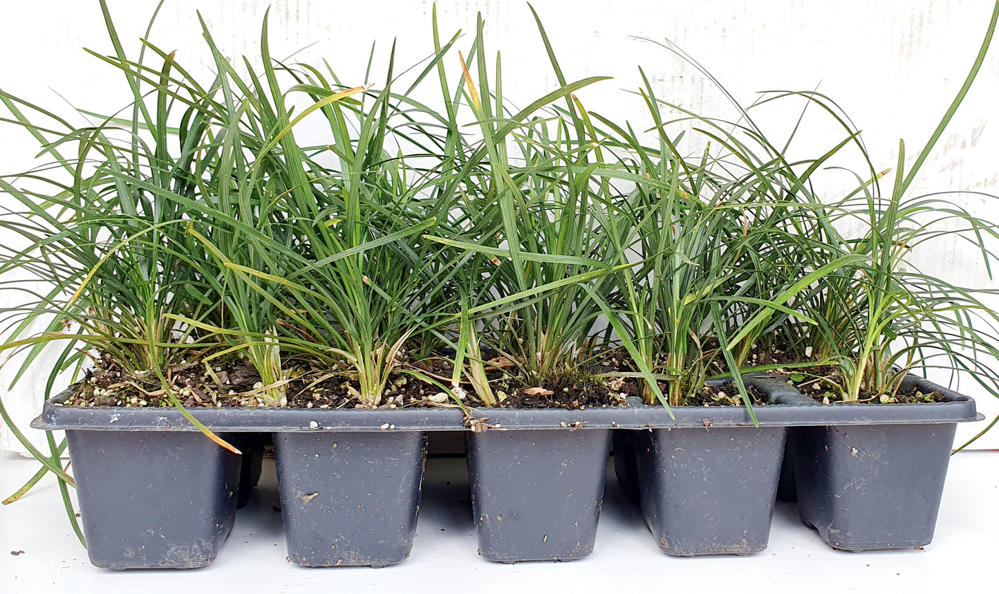 OPHIOPOGON JAPONICUS