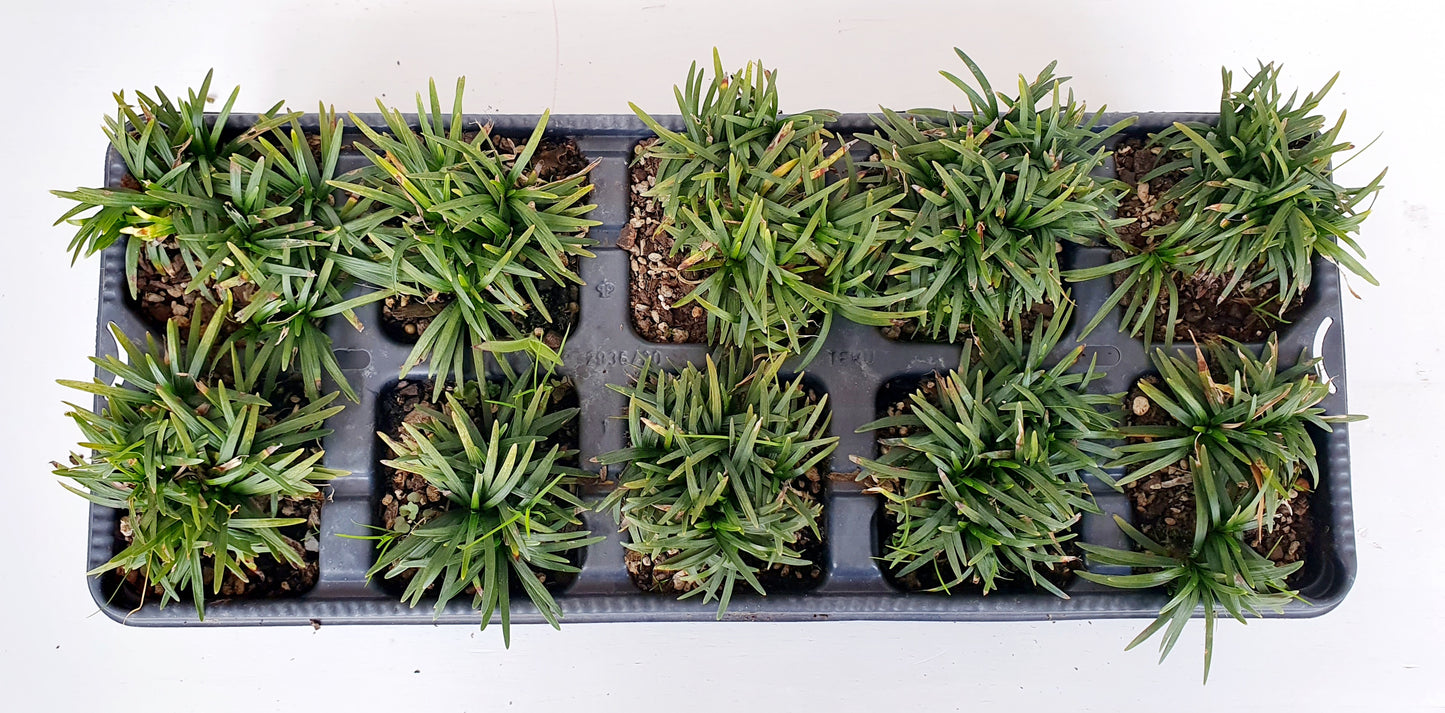 OPHIOPOGON JAPONICUS "Kyoto Super Dwarf"