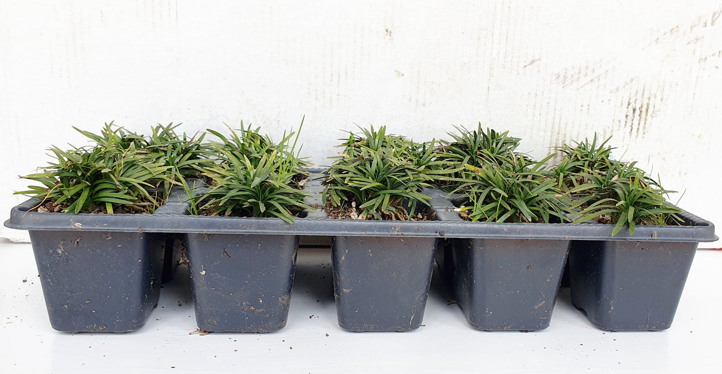 OPHIOPOGON JAPONICUS "Kyoto Super Dwarf"