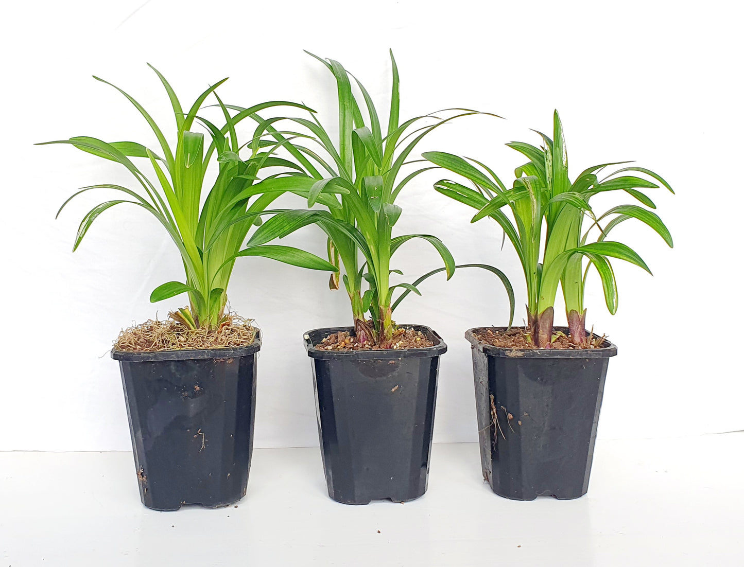 LIRIOPE MUSCARI