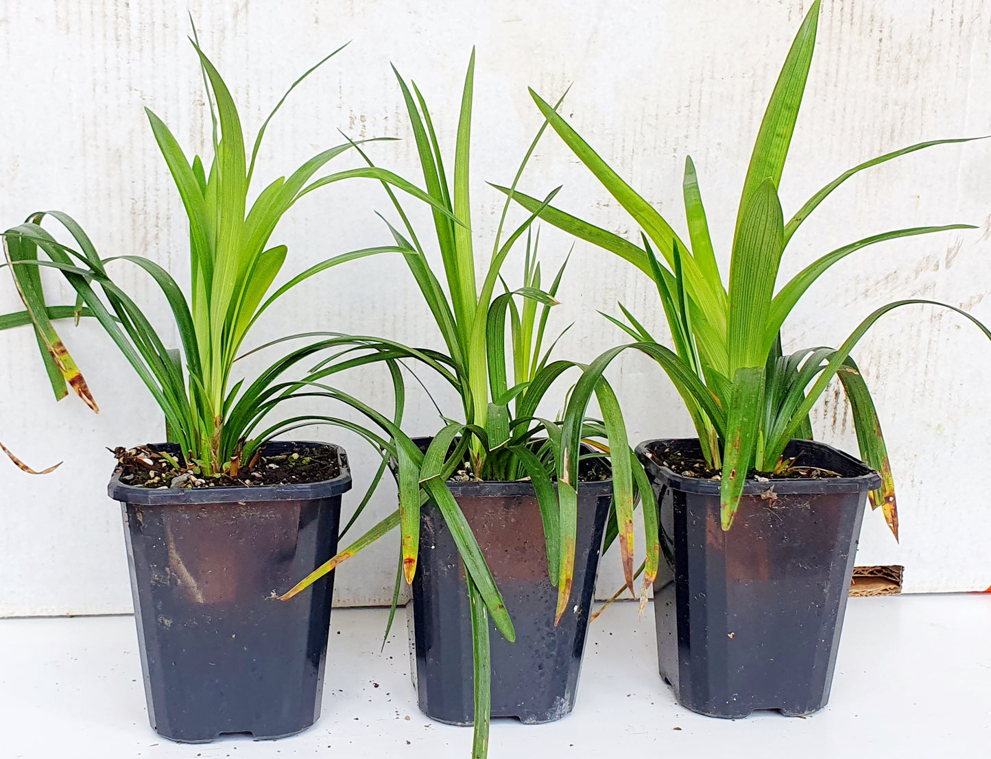 LIRIOPE MUSCARI "Munroe White"
