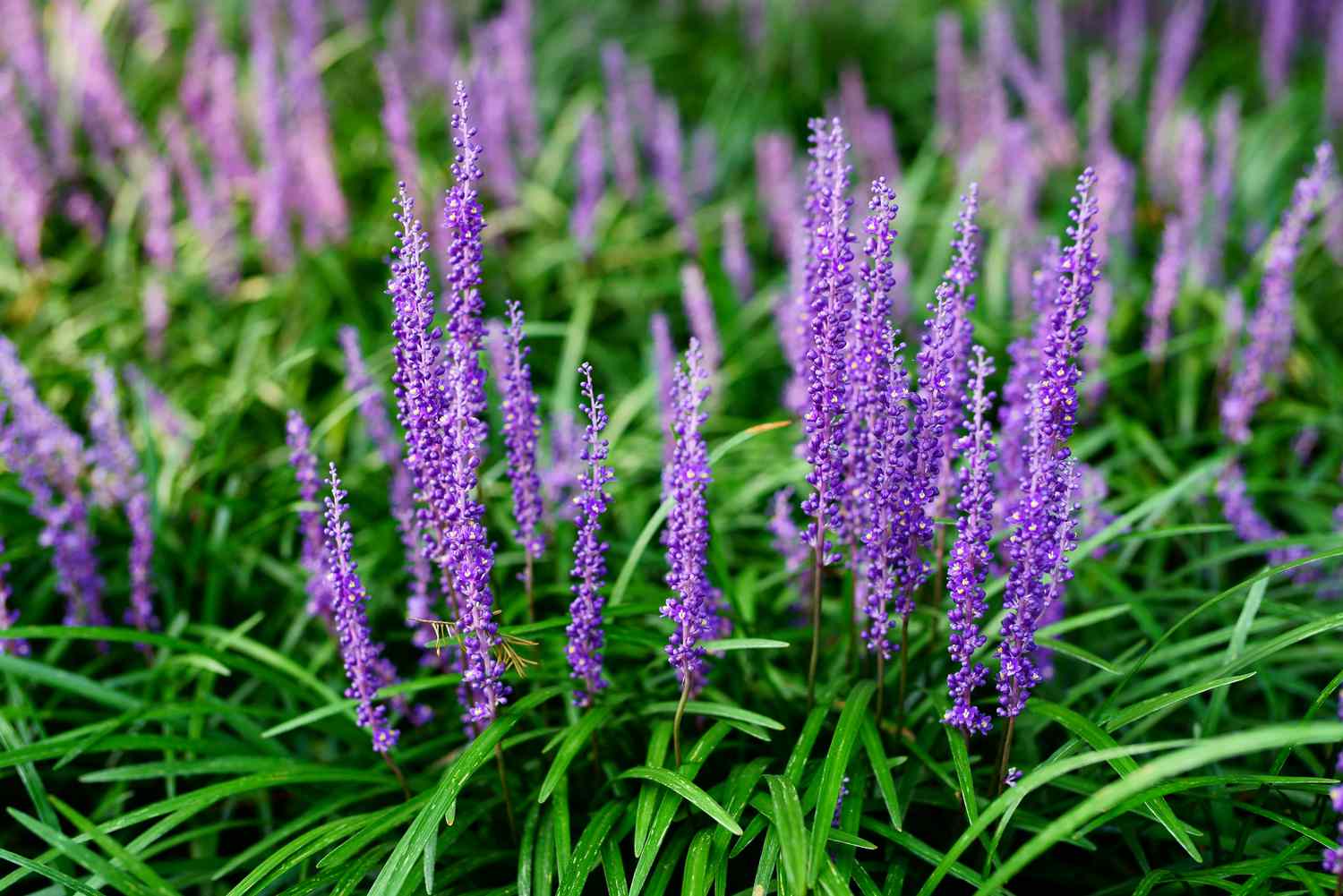 Liriope