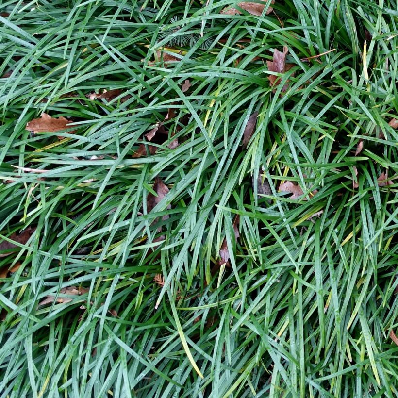 Mondo grasses