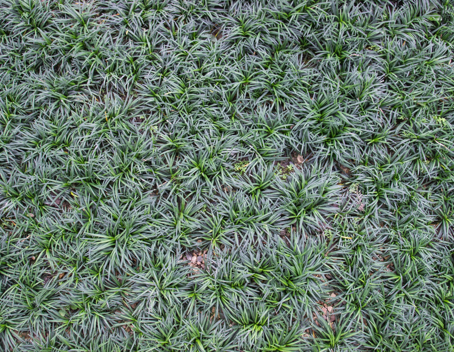 OPHIOPOGON JAPONICUS "Nana Dwarf"