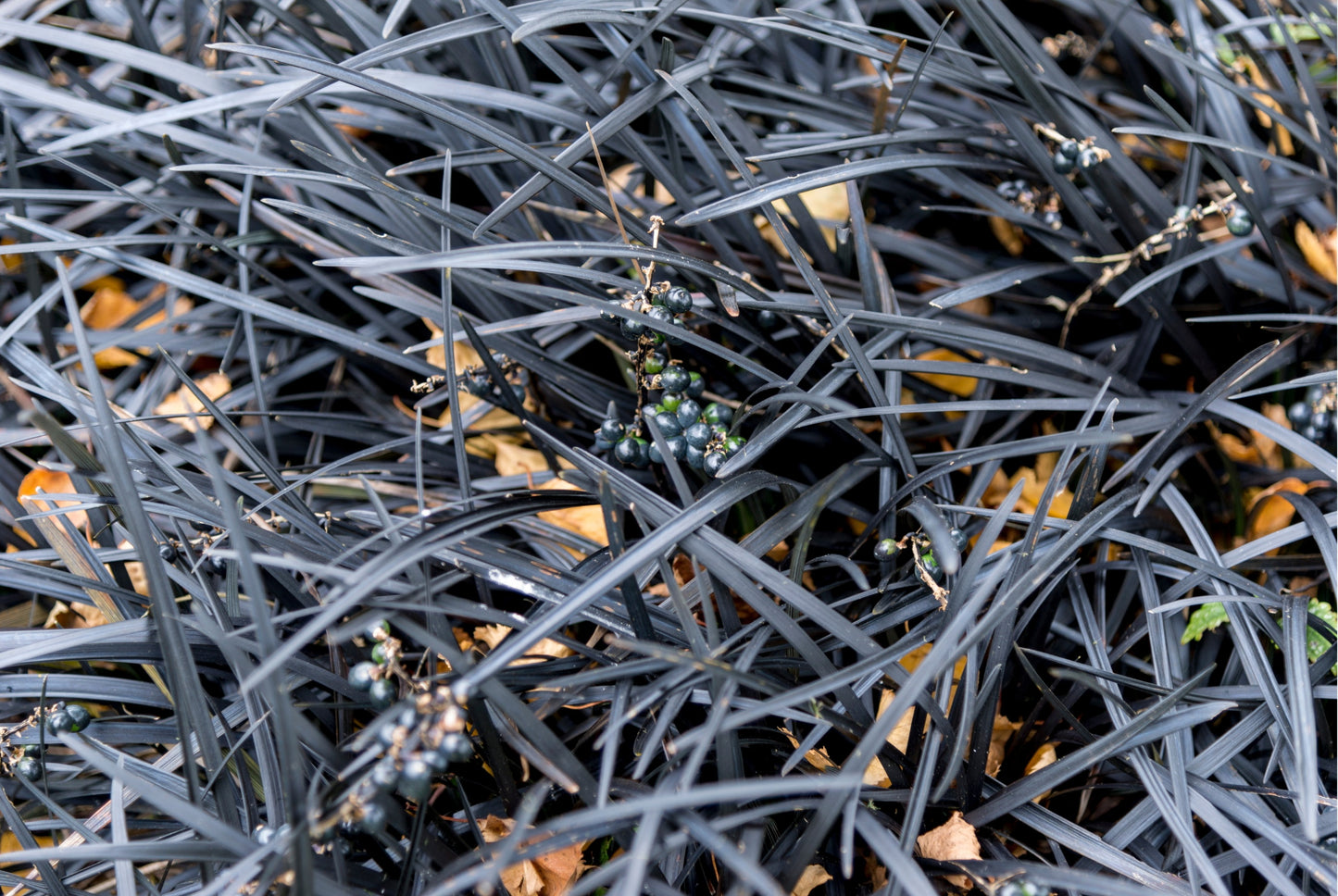 OPHIOPOGON PLANISCAPUS "Black Dragon"