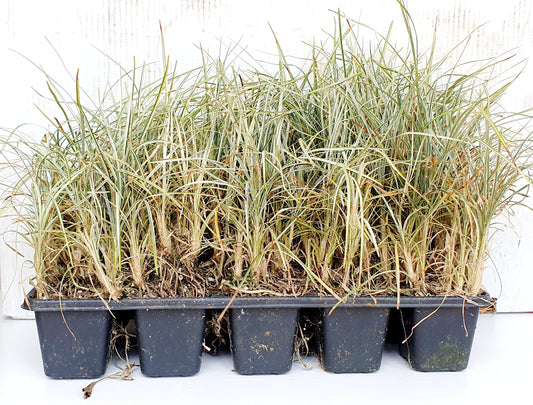 OPHIOPOGON JAPONICUS "Silver Mist"