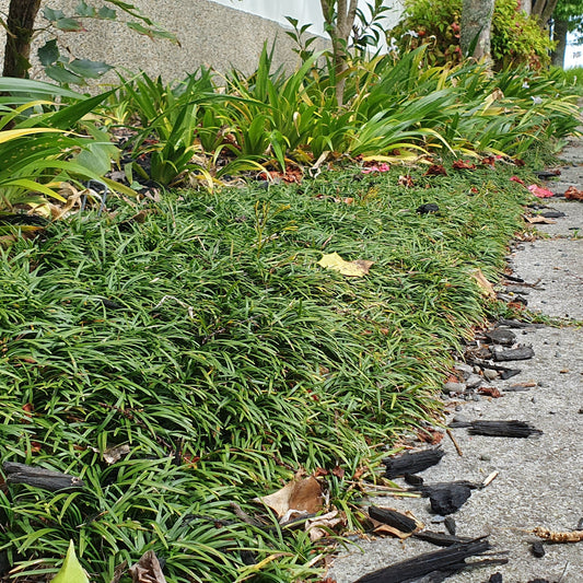 OPHIOPOGON JAPONICUS "Nana Dwarf"