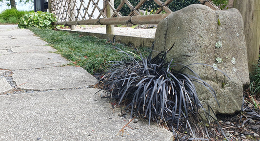 OPHIOPOGON PLANISCAPUS "Black Dragon"