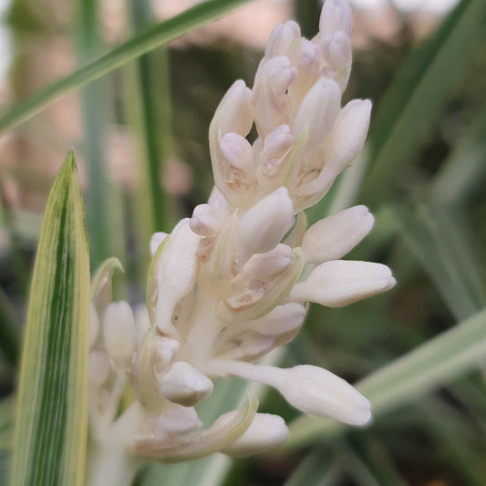 OPHIOPOGON INTERMEDIANS "Alba Variegata" " Stripey White"