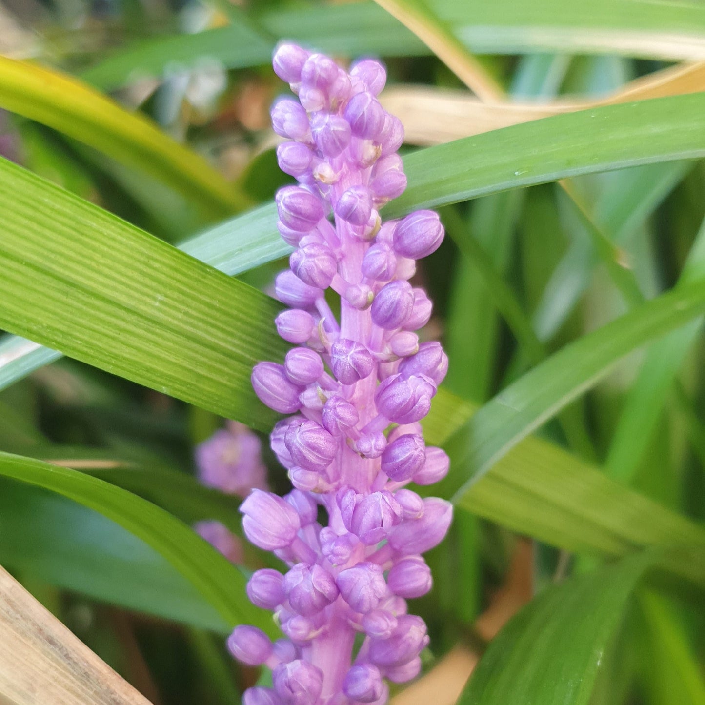 LIRIOPE MUSCARI "Evergreen Giant"