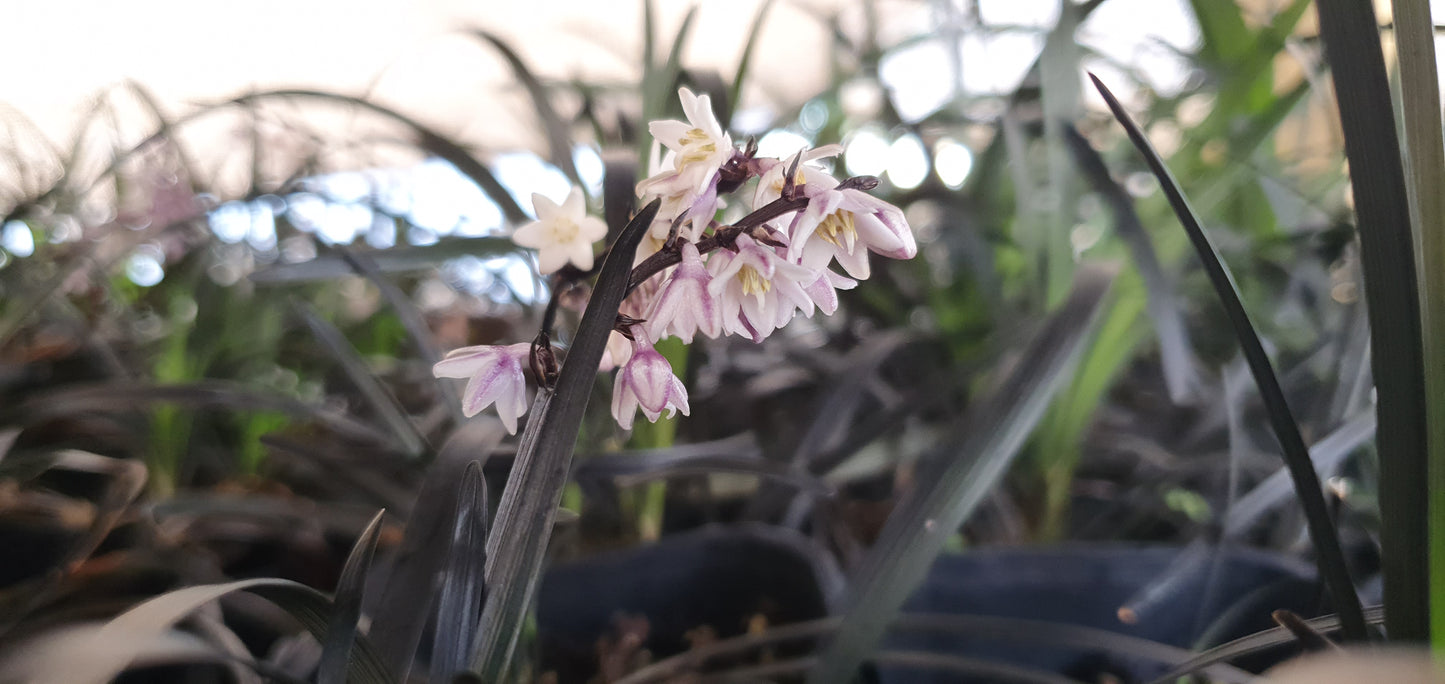 OPHIOPOGON PLANISCAPUS "Black Dragon"