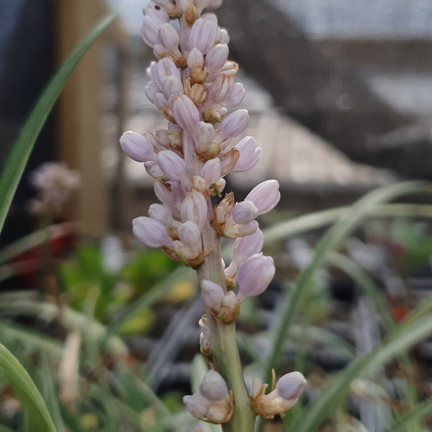 LIRIOPE MUSCARI "Silver Ribbon"
