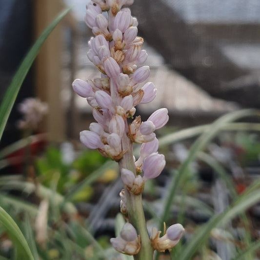 LIRIOPE MUSCARI "Silver Ribbon"