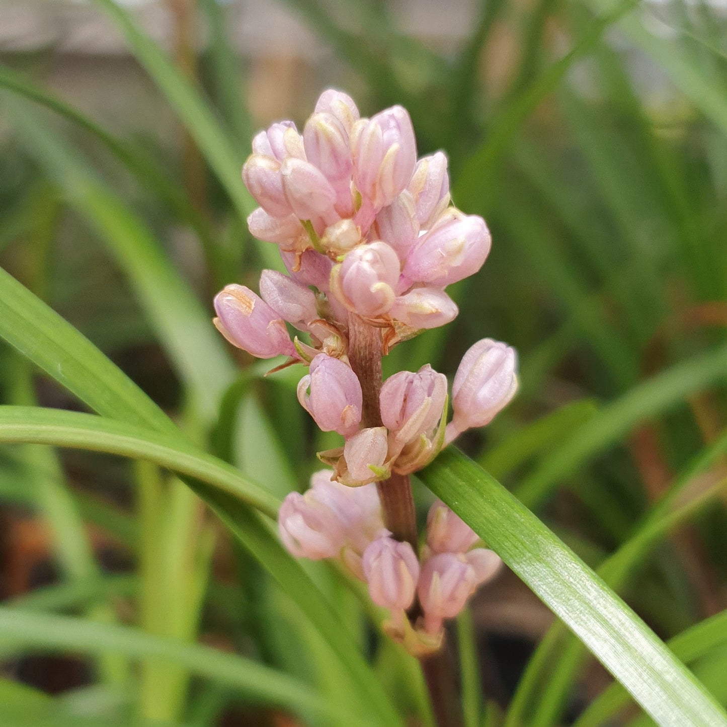 LIRIOPE SPICATA "Franklin Mint"
