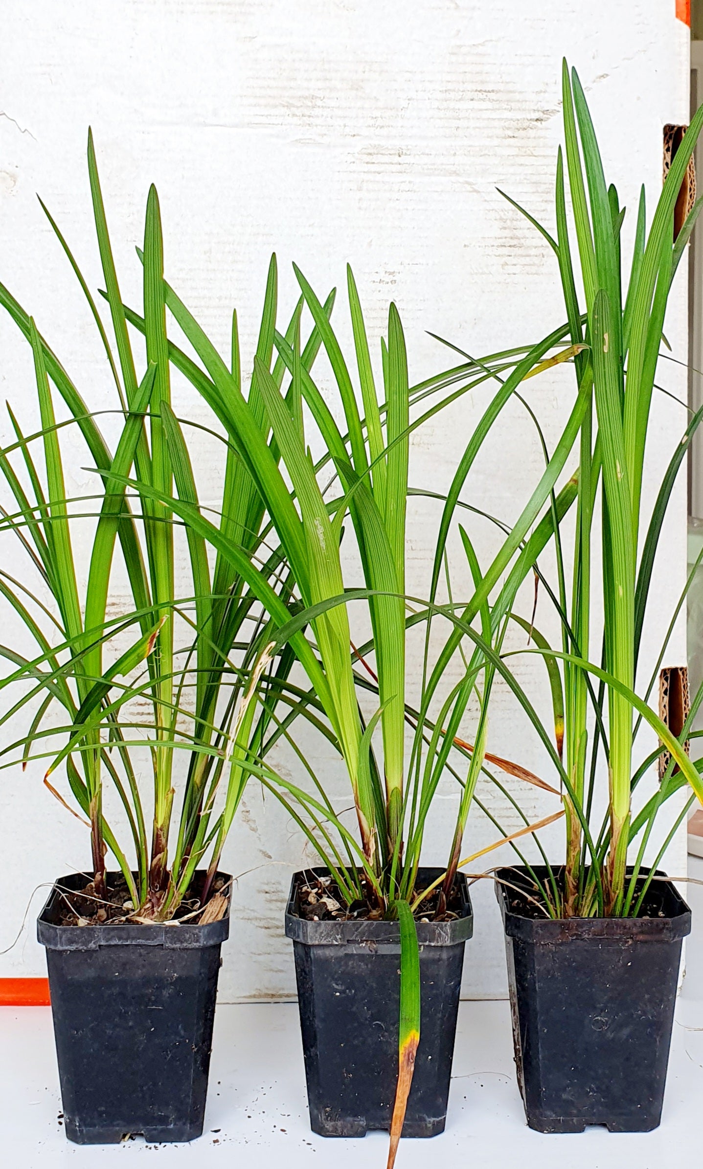 LIRIOPE MUSCARI "Evergreen Giant"