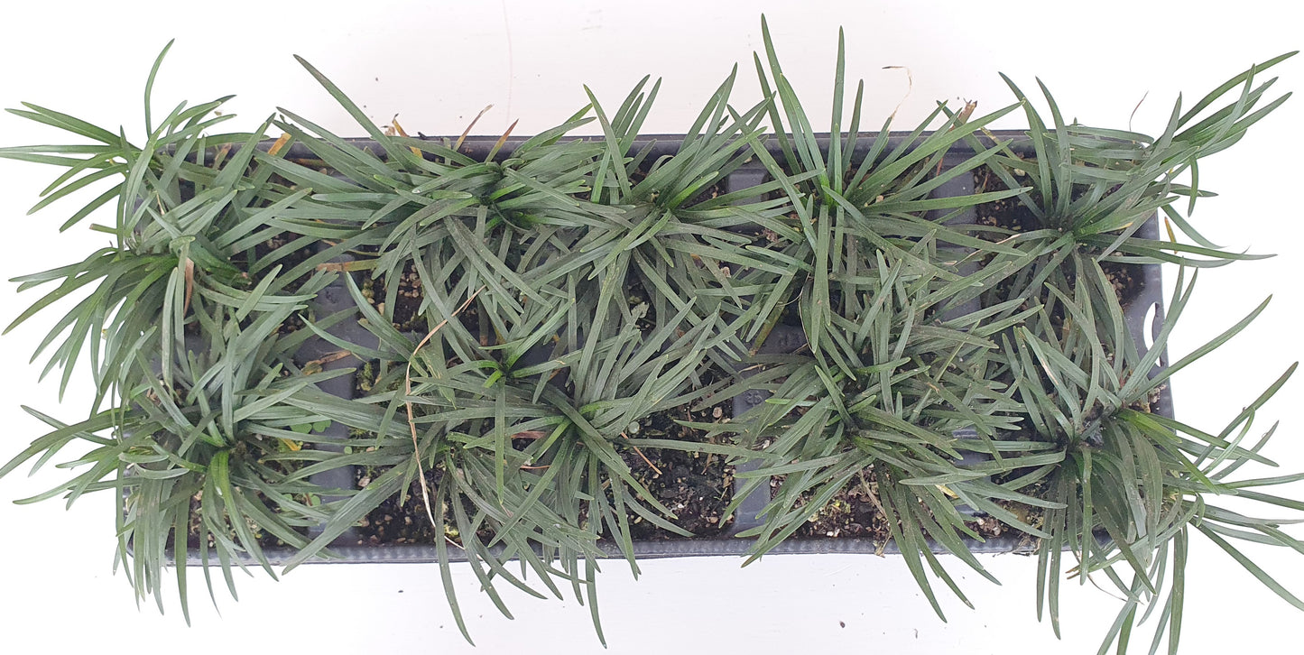 OPHIOPOGON JAPONICUS "Nana Dwarf"
