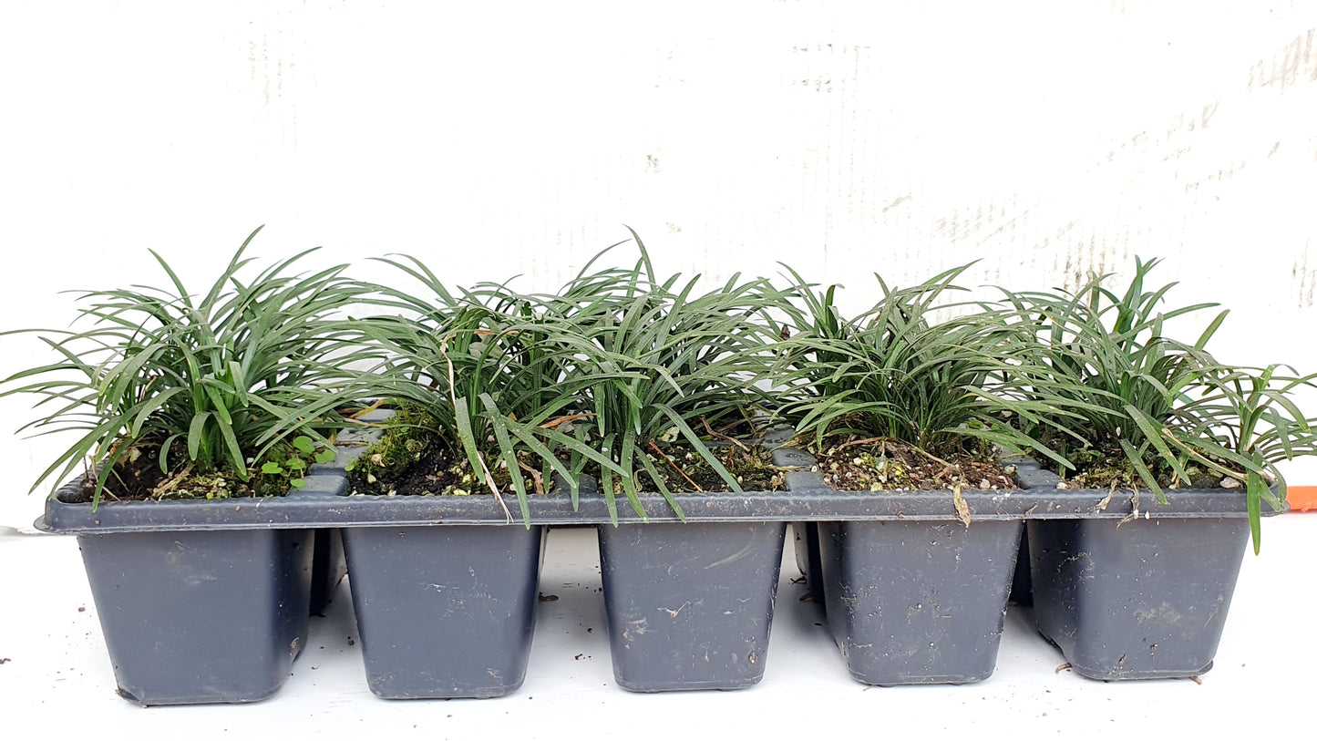 OPHIOPOGON JAPONICUS "Nana Dwarf"