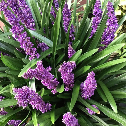 LIRIOPE MUSCARI "Royal Purple"