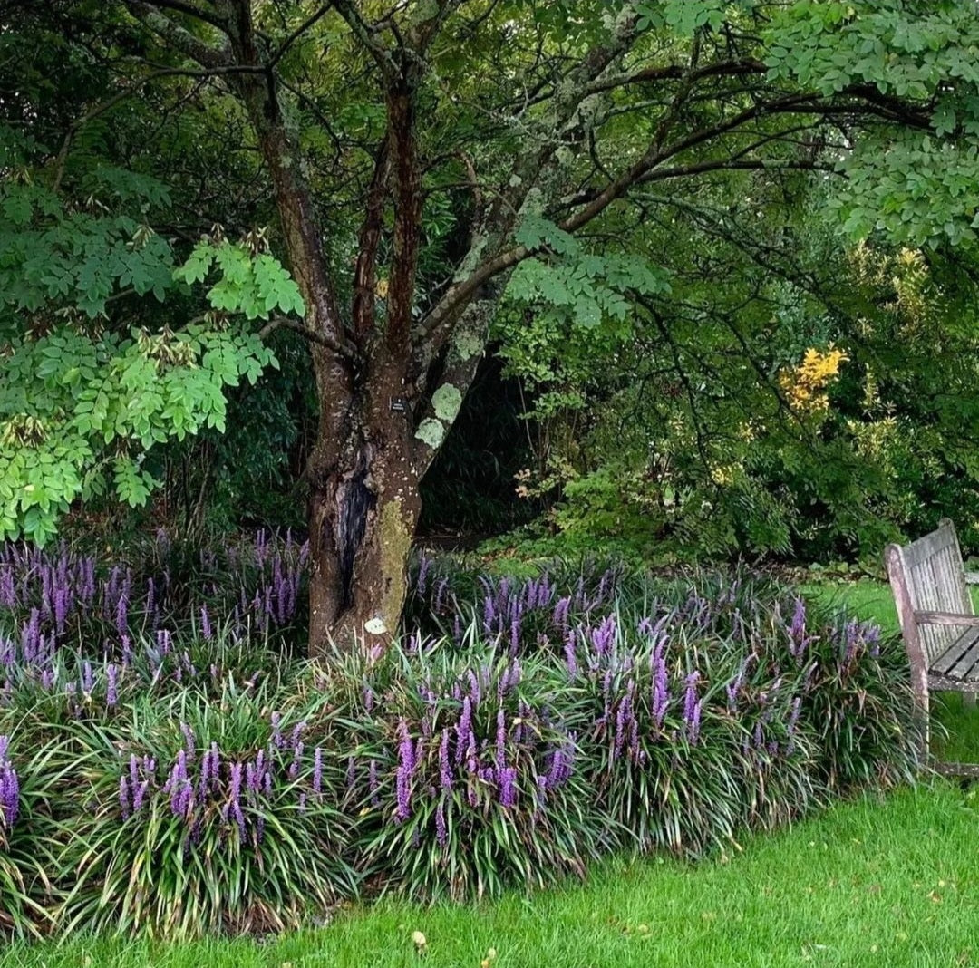 LIRIOPE MUSCARI "Royal Purple"
